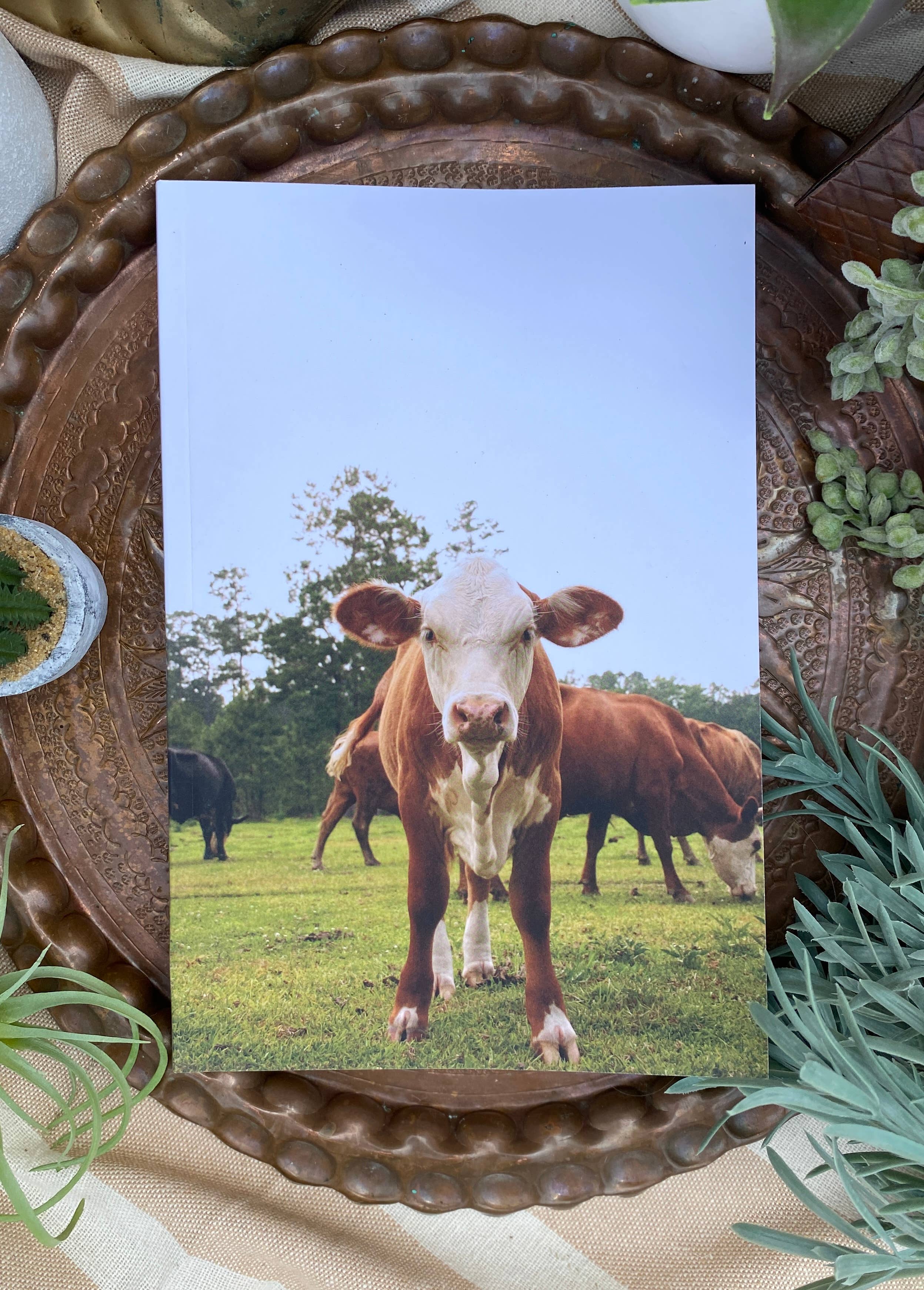 Blank Lined Notebook : Louisiana Cow